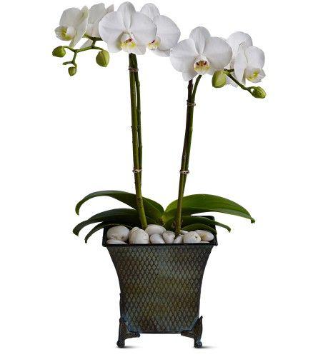 Орхидея белая 